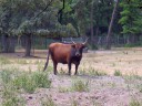 tierische Beobachter
