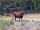 tierische Beobachter